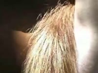 Horse gets nicely fucked in a tight asshole